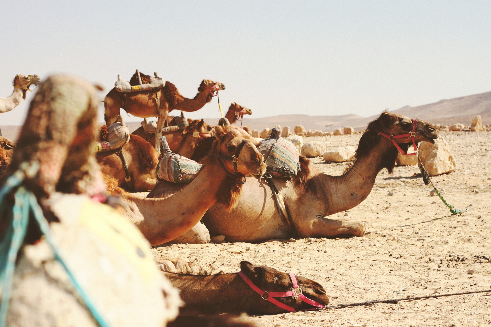 camels